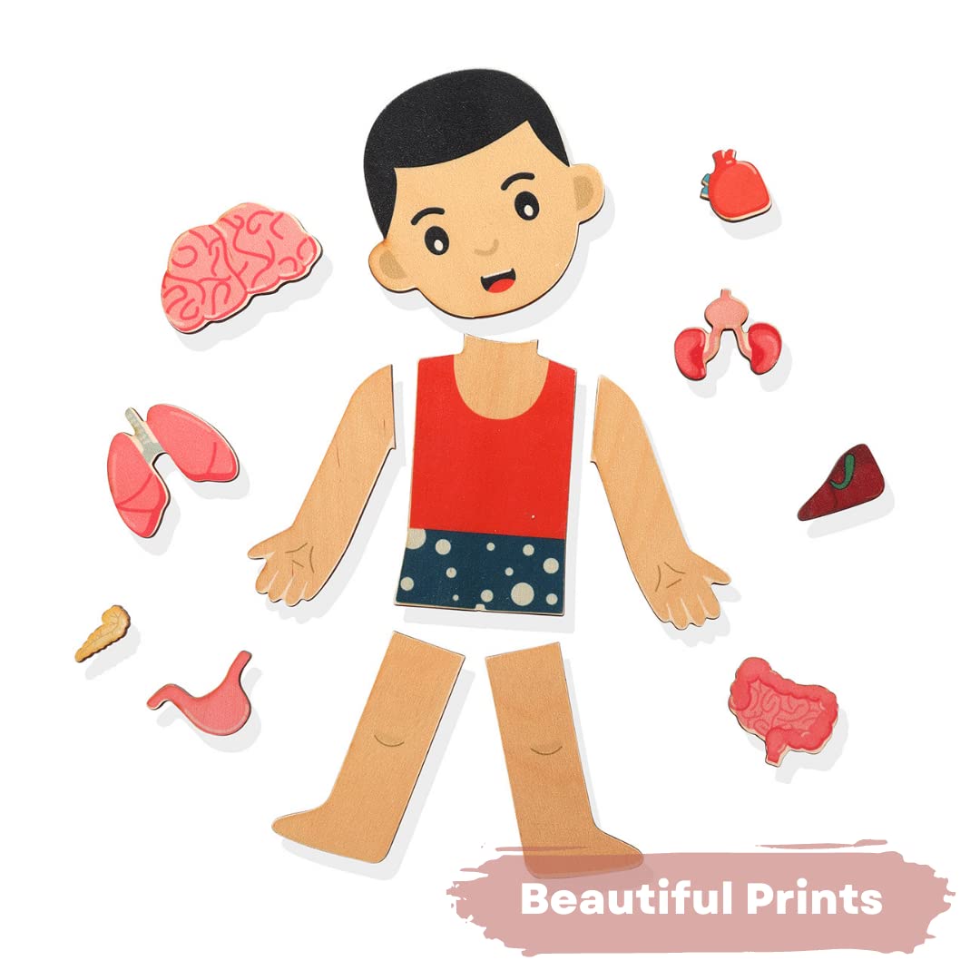 NESTA TOYS - Human Body Anatomy Puzzle (14 Pcs) | Montessori Puzzle for Preschoolers and Kids Ages 3+