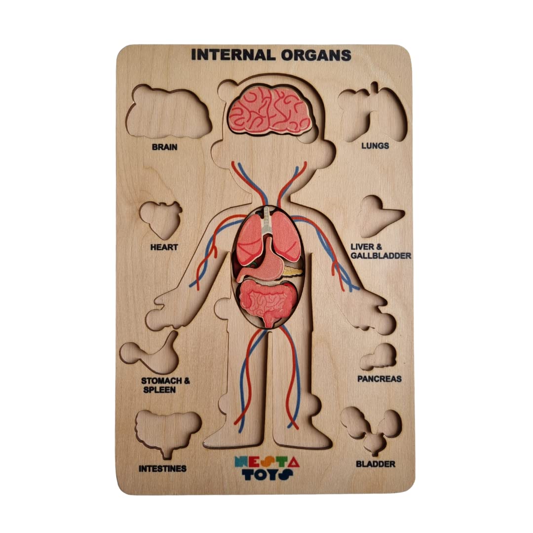 NESTA TOYS - Human Body Anatomy Puzzle (14 Pcs) | Montessori Puzzle for Preschoolers and Kids Ages 3+