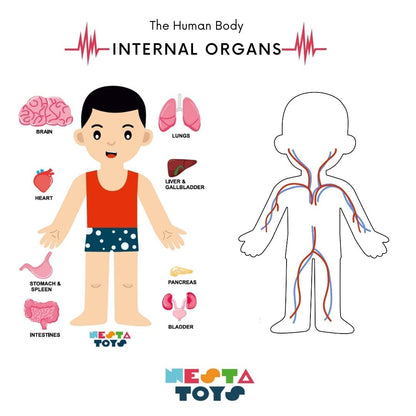 NESTA TOYS - Human Body Anatomy Puzzle (14 Pcs) | Montessori Puzzle for Preschoolers and Kids Ages 3+