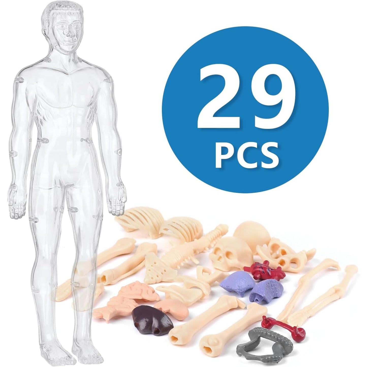 Human Body Model for Kids - Toys for 6+ Year Old | 3D Human Body Parts Puzzles | DIY Stem Educational Science Project Model for Kids 6,7,8,9,10,11,12 Years Old | Best Birthday Gift for Boys & Girls