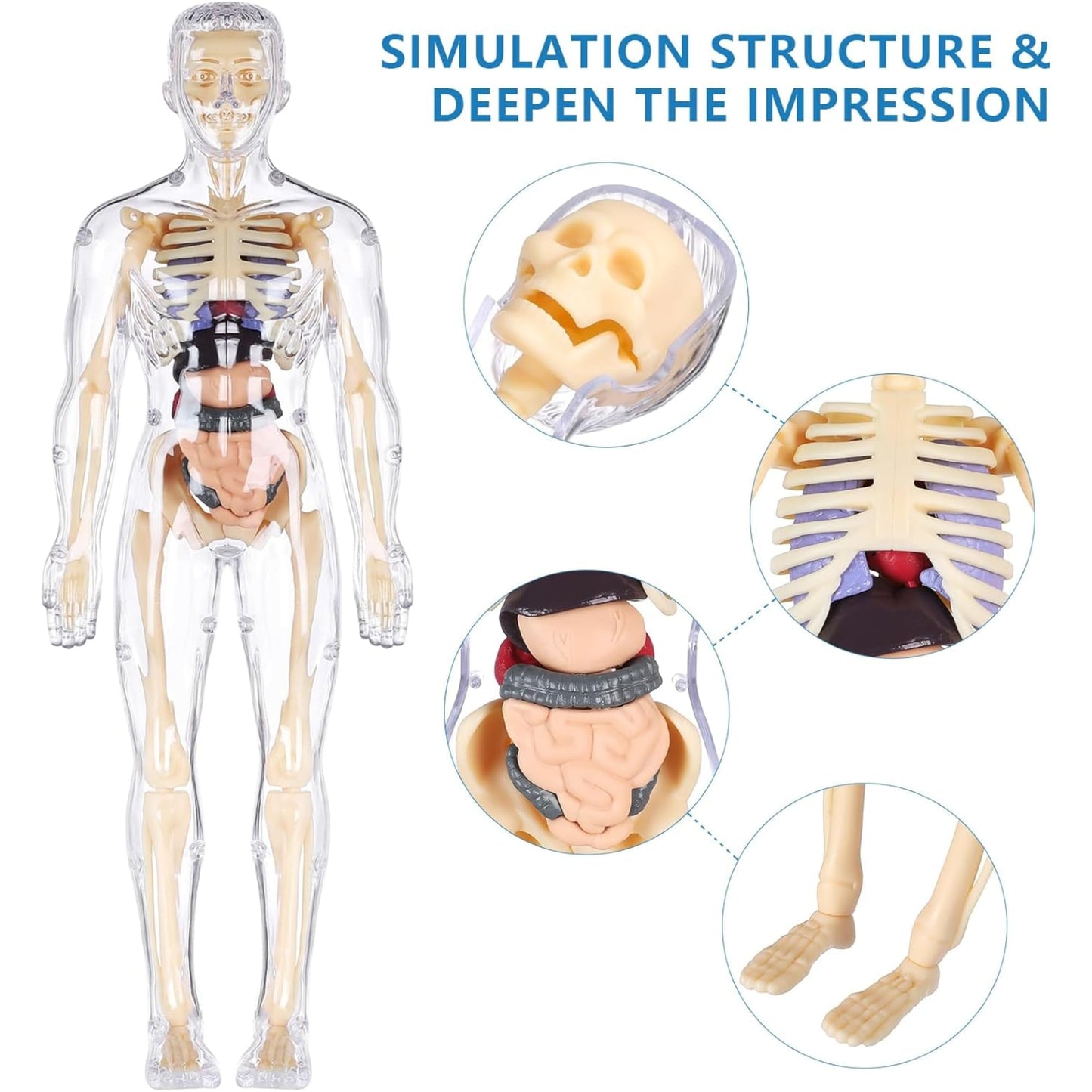 Human Body Model for Kids - Toys for 6+ Year Old | 3D Human Body Parts Puzzles | DIY Stem Educational Science Project Model for Kids 6,7,8,9,10,11,12 Years Old | Best Birthday Gift for Boys & Girls