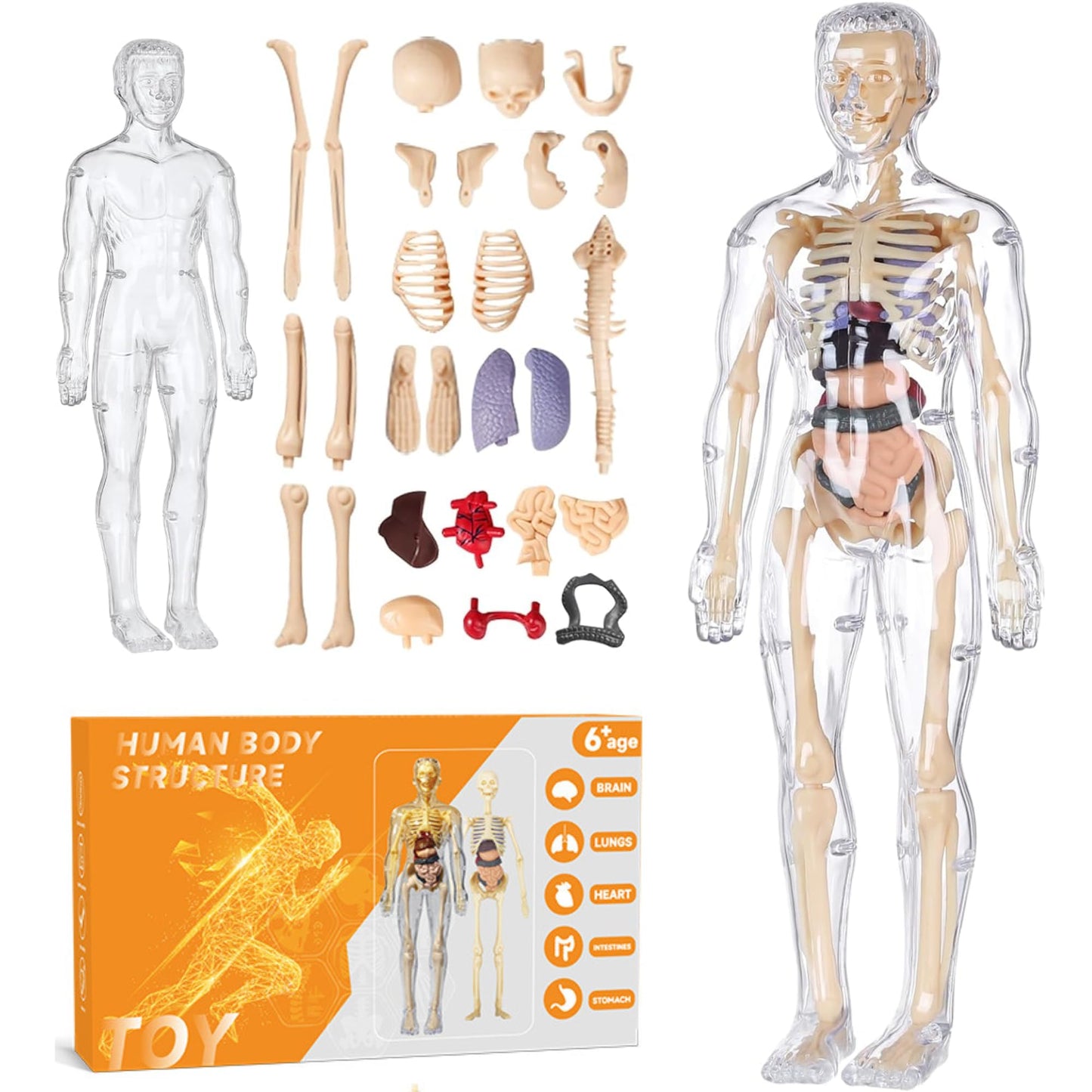 Human Body Model for Kids - Toys for 6+ Year Old | 3D Human Body Parts Puzzles | DIY Stem Educational Science Project Model for Kids 6,7,8,9,10,11,12 Years Old | Best Birthday Gift for Boys & Girls