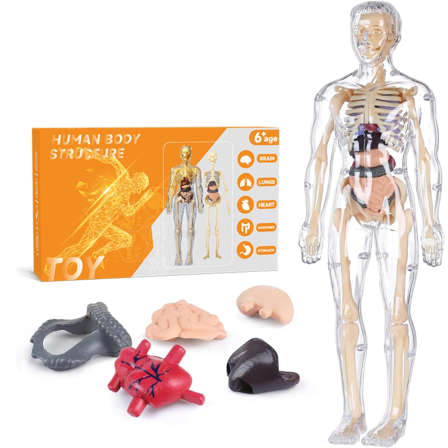 Human Body Model for Kids - Toys for 6+ Year Old | 3D Human Body Parts Puzzles | DIY Stem Educational Science Project Model for Kids 6,7,8,9,10,11,12 Years Old | Best Birthday Gift for Boys & Girls