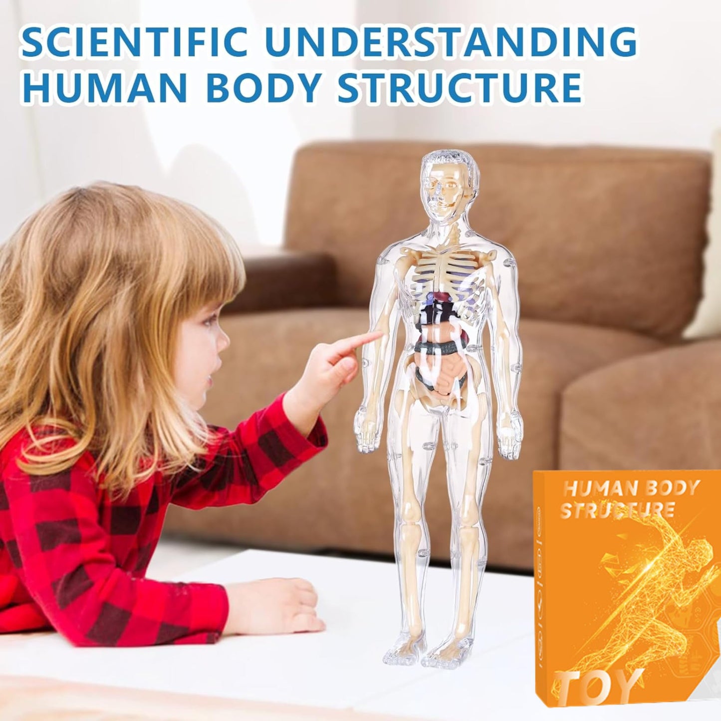 Human Body Model for Kids - Toys for 6+ Year Old | 3D Human Body Parts Puzzles | DIY Stem Educational Science Project Model for Kids 6,7,8,9,10,11,12 Years Old | Best Birthday Gift for Boys & Girls